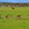 Zdjęcie z Australii - kangury