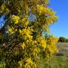 Zdjęcie z Australii - Kwitnie black wattle