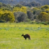 Zdjęcie z Australii - Onkaparinga River National Park