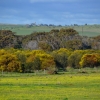 Zdjęcie z Australii - Mokradla Ngangkiparri, mokradka szamanow
