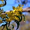 Zdjęcie z Australii - Kwitnie black wattle - zmora alergokow :)