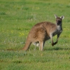 Zdjęcie z Australii - 