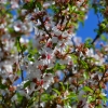 Zdjęcie z Australii - Po farmerach zamieszkujacych niegdys te tereny