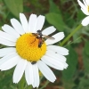Zdjęcie z Polski - Fauna i flora 