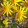 Zdjęcie z Polski - Fauna i flora 