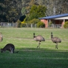 Zdjęcie z Australii - W okolicach naszego osrodka Parkgate Resort w Halls Gap