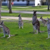 Zdjęcie z Australii - Codzienni goscie osrodka Parkgate Resort