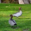 Grzywienki zwyczajne, male australijskie gąski