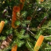 Zdjęcie z Australii - Australijska flora