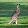 Zdjęcie z Australii - Co sie dzieje? :)