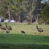 Zdjęcie z Australii - Polana za naszym osrodkiem w Halls Gap