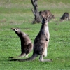 Zdjęcie z Australii - Wyginam smialo cialo :)
