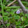 Zdjęcie z Australii - Australijska flora