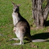 Zdjęcie z Australii - Mama z dzieckiem :)
