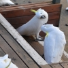 Zdjęcie z Australii - Papuzie rozmowy cz.2 :)
