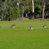 Zdjęcie z Australii - Boisko w Halls Gap.
