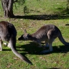 Zdjęcie z Australii - 