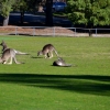 Zdjęcie z Australii - Kosiarki przy pracy na boisku w Halls Gap