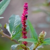 Zdjęcie z Australii - Australijska flora