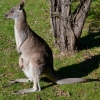 Zdjęcie z Australii - Mama z dzieckiem :)