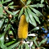 Zdjęcie z Australii - Australijska flora