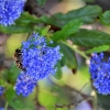 Zdjęcie z Australii - Fauna i flora 