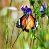 Zdjęcie z Australii - Fauna i flora 