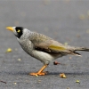 Zdjęcie z Australii - Miodożer maskowy czyli noisy miner na naszej ulicy