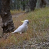 Zdjęcie z Australii - Spotkanie na szlaku - kakadu żółtoczuba