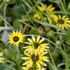 Zdjęcie z Australii - Fauna i flora 