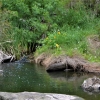 Zdjęcie z Australii - Rzeka Warri Parri czyli Sturt River