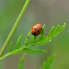 Zdjęcie z Polski - Fauna i flora 