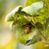 Zdjęcie z Polski - Fauna i flora 