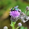 Zdjęcie z Polski - Fauna i flora 