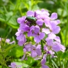 Zdjęcie z Polski - Fauna i flora 