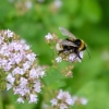 Zdjęcie z Polski - Fauna i flora 
