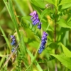 Zdjęcie z Polski - Flora Gor Pieprzowych