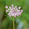 Zdjęcie z Polski - Flora Gor Pieprzowych