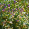 Zdjęcie z Polski - Flora Gor Pieprzowych
