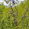 Zdjęcie z Polski - Flora Gor Pieprzowych