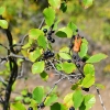 Zdjęcie z Polski - Flora Gor Pieprzowych - kruszyna