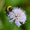 Zdjęcie z Polski - Fauna i flora 
