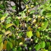 Zdjęcie z Polski - Flora Gor Pieprzowych
