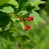 Zdjęcie z Polski - Flora Gor Pieprzowych - kalina koralowa