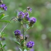 Zdjęcie z Polski - Flora Gor Pieprzowych
