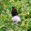 Zdjęcie z Polski - Fauna i flora 