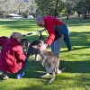 Zdjęcie z Australii - Sesja z dzikimi kangurami przy stadionie w Halls Gap