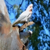 Zdjęcie z Australii - Kakadu dlugodziobe przy swojej dziupli