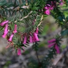 Zdjęcie z Australii - Australijska flora