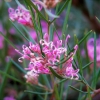 Zdjęcie z Australii - Australijska flora